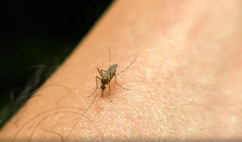  لماذا البعوض لا يقرص بعض الناس !!